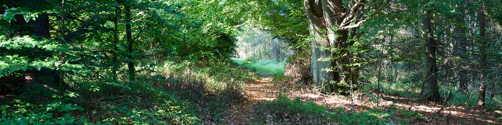Zittau - Radwanderung zum Barfußweg